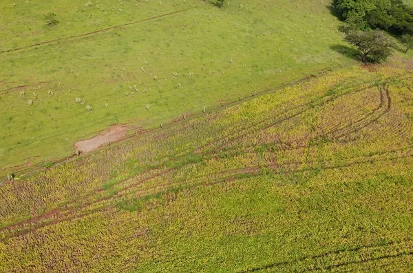 Sítio para venda,  Bairro Rural De Leopolis, Leópolis - Foto 5