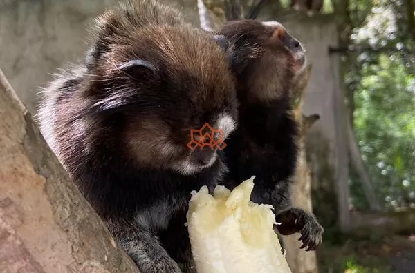 Chácara para venda,  - Recanto Emanuel, Artur Nogueira