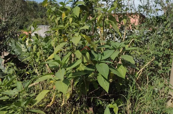 Terreno para venda,  Jardim Casa Branca, Suzano