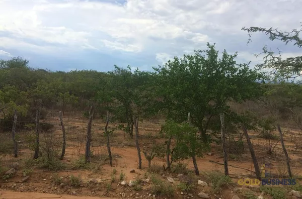Fazenda à Venda, Floresta