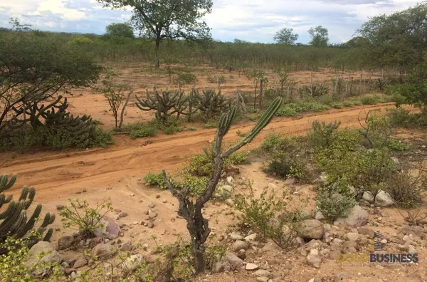 Fazenda à Venda, Floresta