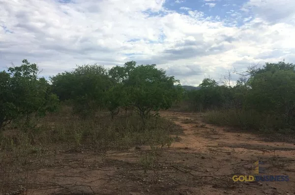 Fazenda à Venda, Floresta