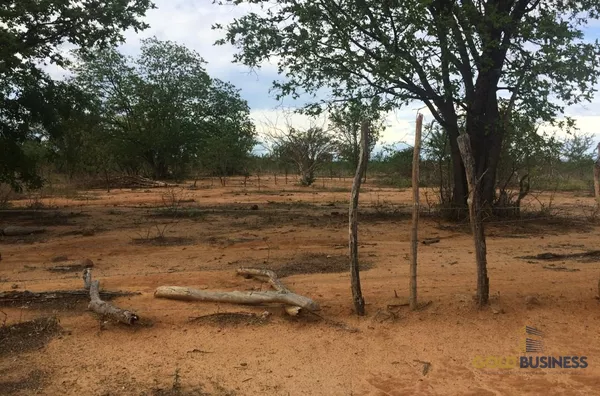 Fazenda à Venda, Floresta