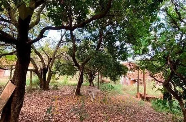 Chácara à venda,  - Jardim blanco, Olímpia/SP - Foto 5