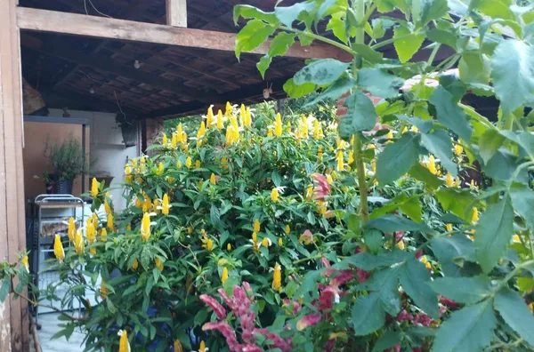 Chácara para venda,  Warta, Londrina