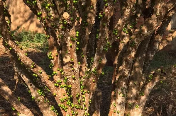 Chácara para venda,  Parque Nacional, Londrina