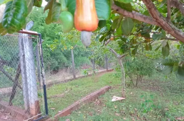 Chácara para venda,  Conjunto Habitacional Jamile Dequech, Londrina
