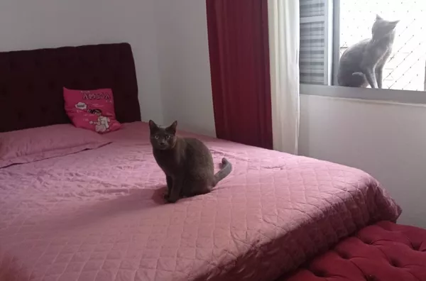 Apartamento para venda, 2 quarto(s),  Jardim Maria Celina, Londrina