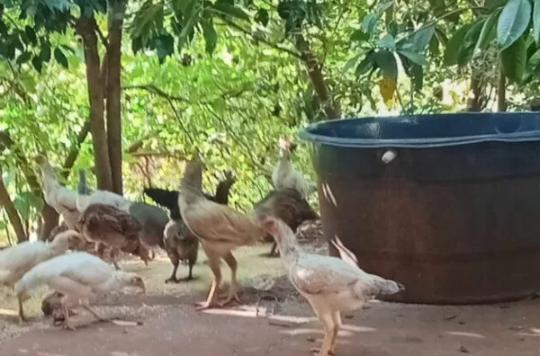 Chácara para venda,  Conjunto Habitacional Jamile Dequech, Londrina