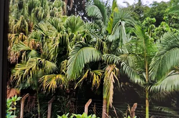 Chácara para venda, 2 quarto(s),  Lindóia, Londrina