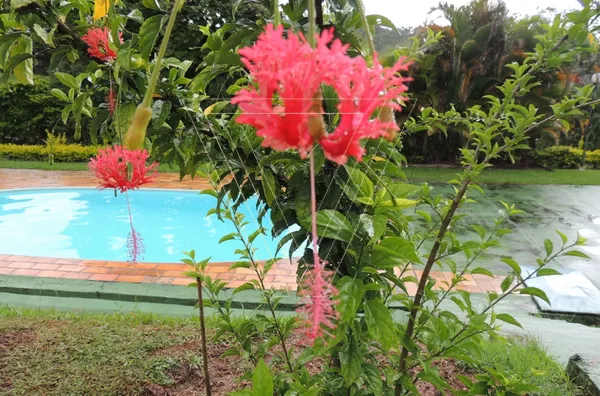 Chácara dos Sonhos -5.440m² - Pau Arcado - Campo Limpo Paulista - SP - Foto 2