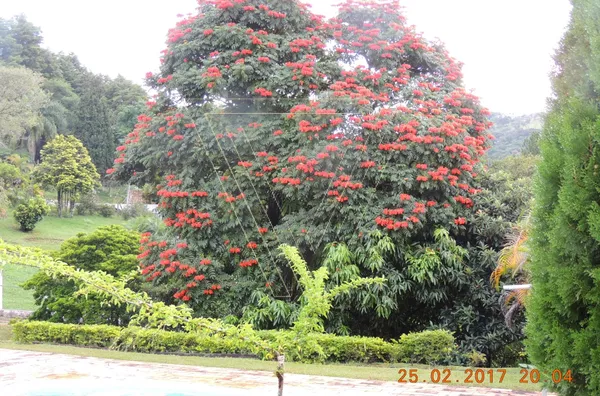 Chácara dos Sonhos -5.440m² - Pau Arcado - Campo Limpo Paulista - SP - Foto 4