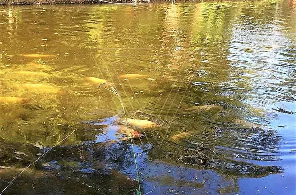 Chácara para venda, 4 quarto(s), Pinhal, Cabreúva - Foto 6