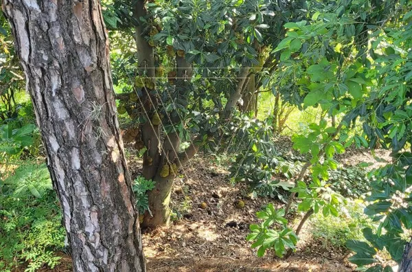 *TERRENO CONDOMÍNIO JARDIM NOVO MUNDO - JUNDIAÍ - SP