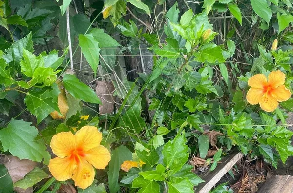 Chácara à Venda em Ponunduva – Cajamar/SP | Avalia Permuta por Casa em Jundiaí ou Louveira - Foto 27