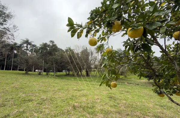 Haras Particular na Serra do Japi em Jundiaí - Foto 26