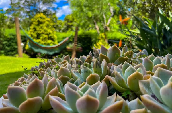 Casa 5 quartos em Pedra Azul | 1.350 m² e vista para mata