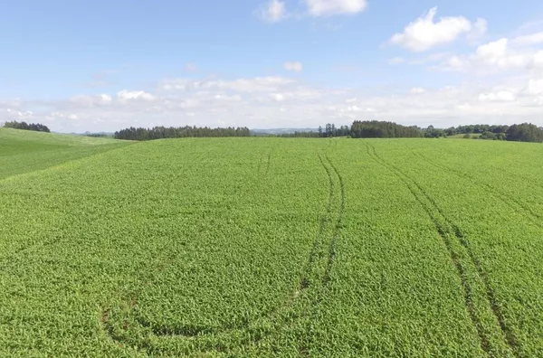 VENDA: ÁREA RURAL EM MARIÓPOLIS 