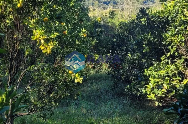 SÍTIO 37 HECTARES / LINHA RONDINHA / MUNICÍPIO DE PATO BRANCO PR