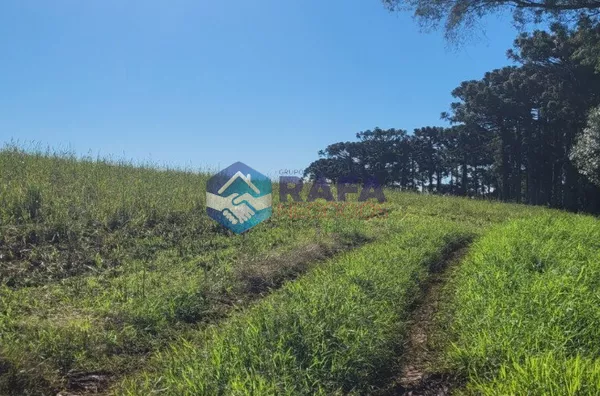SÍTIO 37 HECTARES / LINHA RONDINHA / MUNICÍPIO DE PATO BRANCO PR