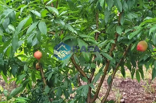 CHÁCARA 3,3 Hectares || LINHA NOSSA SENHORA DE FÁTIMA || MARIÓPOLIS - PR 