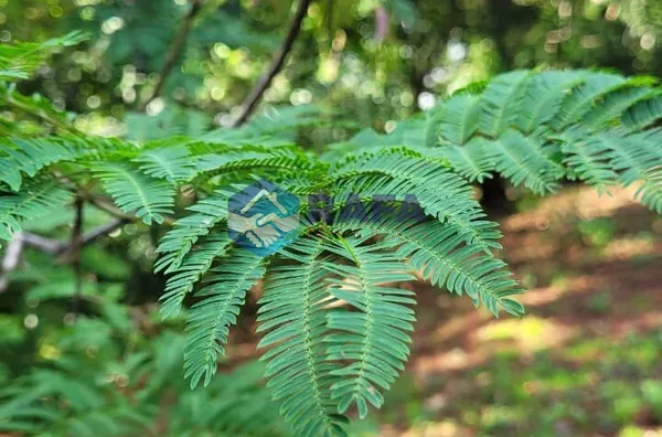 CHÁCARA  ||  ITAPEJARA 'OESTE- PR