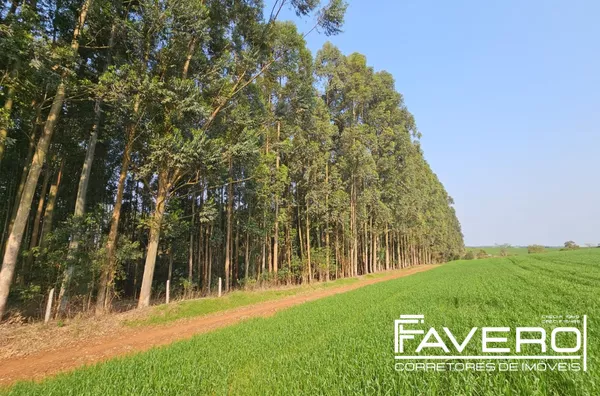 Chácara para venda para cultivo de eucalipto 