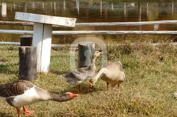 Chácara para venda, Silvianópolis