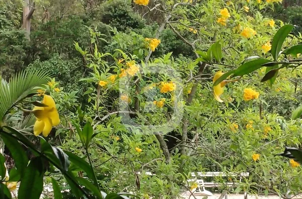 Chácara para venda, Silvianópolis