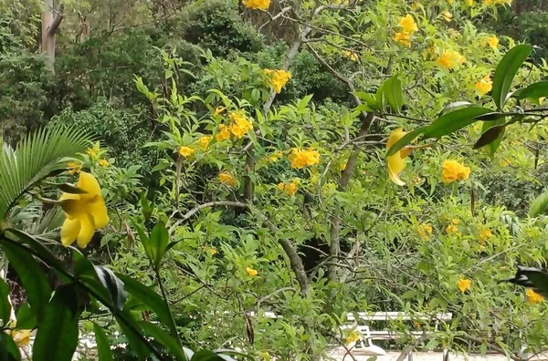 Chácara para venda, Silvianópolis