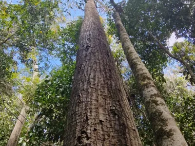 Fazenda em 112 hectares em Planalto - Foto 2