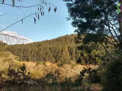 Chácara com 04 Alqueires para venda a 6km do PB Shopping em Pato Branco - Foto 8
