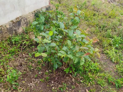 Fazenda 13,5 Hactare à Venda, Pau Brasil , Barra do Choça, BA - Foto 15