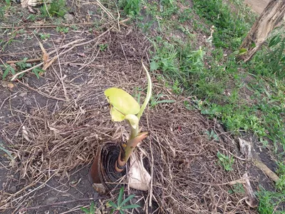 Fazenda 13,5 Hactare à Venda, Pau Brasil , Barra do Choça, BA - Foto 11