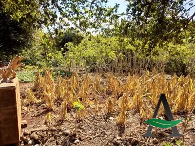 Congonhas - Terreno - Centro - Foto 10
