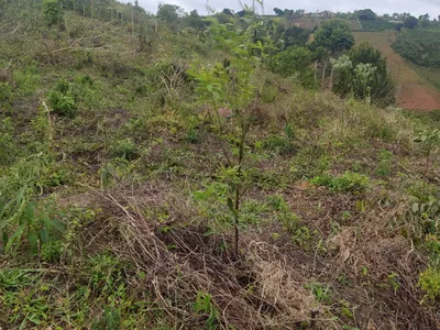 Fazenda 13,5 Hactare à Venda, Pau Brasil , Barra do Choça, BA - Foto 16
