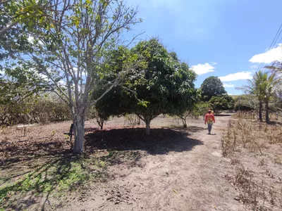 Sítio a venda na Lagoa das Flores com 2 casas, árvores frutíferas, poço artesiano, irrigação, - Foto 23