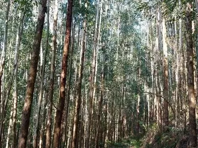 Chácara com 04 Alqueires para venda a 6km do PB Shopping em Pato Branco - Foto 15