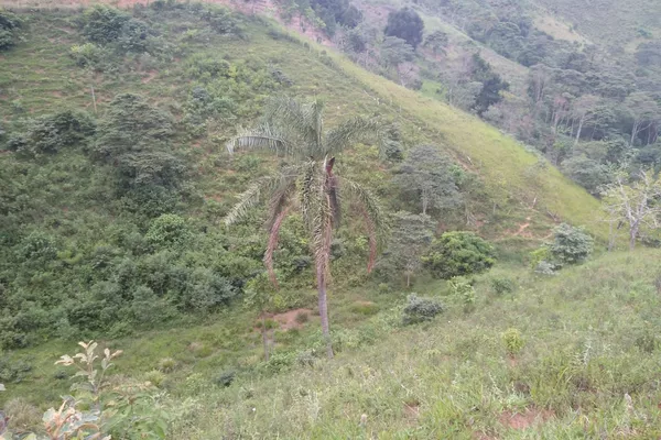 Fazenda 13,5 Hactare à Venda, Pau Brasil , Barra do Choça, BA - Foto 2
