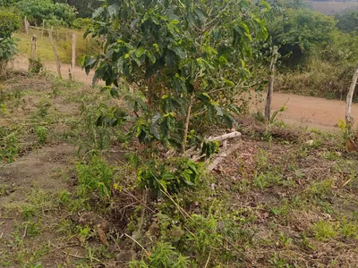 Fazenda 13,5 Hactare à Venda, Pau Brasil , Barra do Choça, BA - Foto 10
