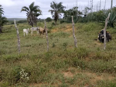 FAZENDA A VENDA REGIÃO DO MORRO DO CHAPÉU - Foto 13