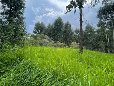 Chácara com 04 Alqueires para venda a 6km do PB Shopping em Pato Branco - Foto 3